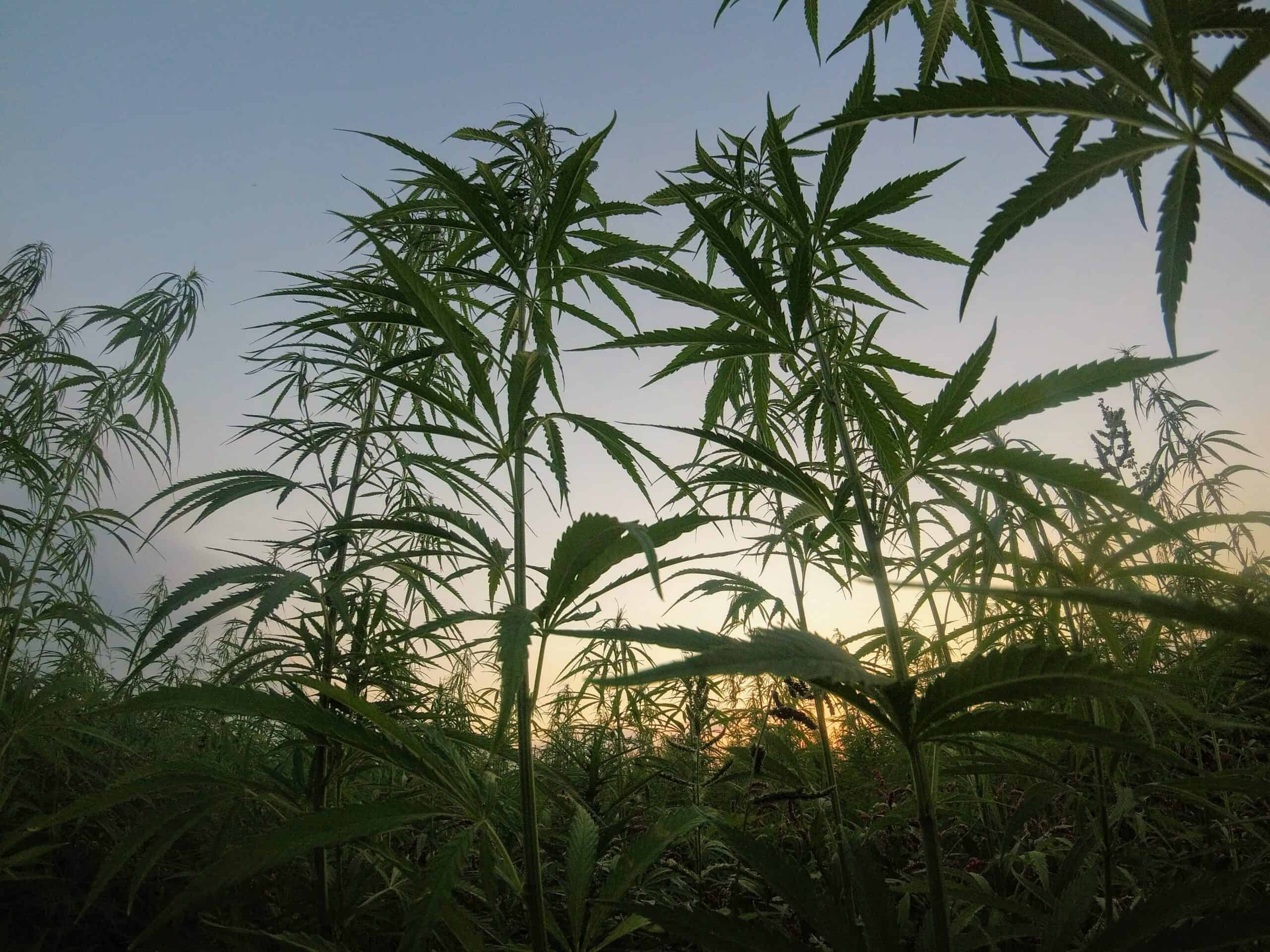 Cannabis Image