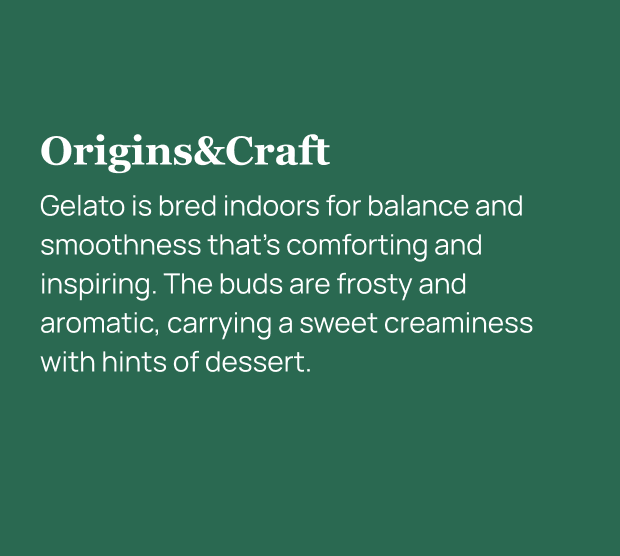 Gelato Indoor THCa Flower